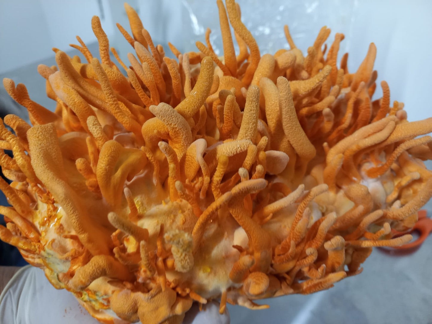Hongo Cordyceps