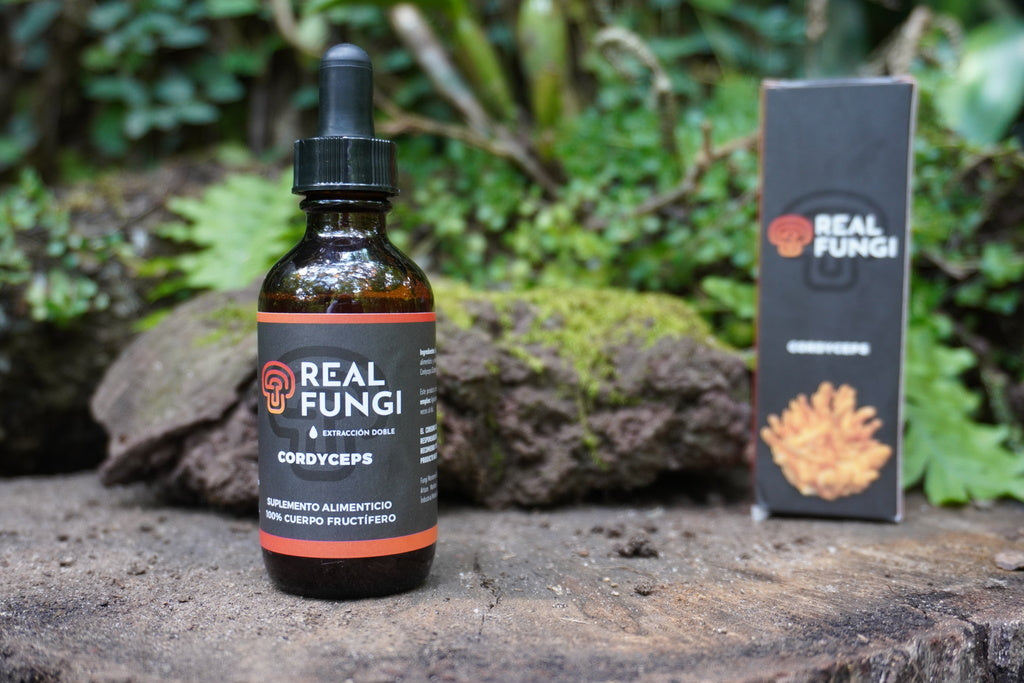 Suplemento de hongo - Cordyceps (Cordyceps militaris)