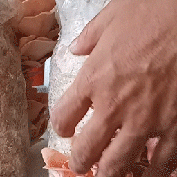 Cosecha de hongos ostra rosa desde el bloque de cosecha de Micelio