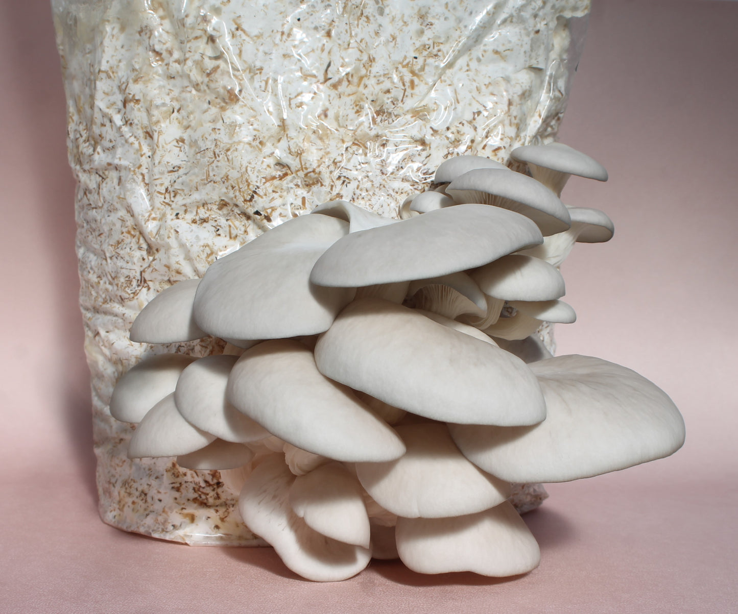 Kit de cultivo de hongos ostra en casa DIY