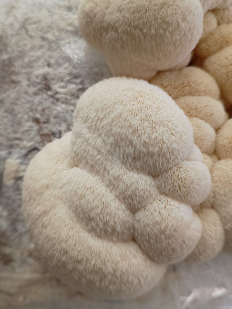 Suplemento de hongo - Melena de león (Hericium erinaceus)