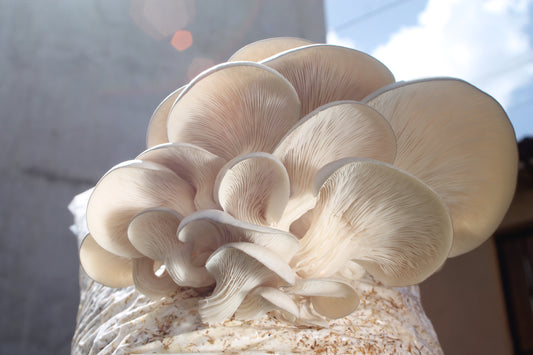 Beneficios que tienen los Hongos Ostra (Pleurotus ) para la salud.