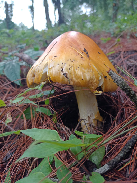 Explorando los sabores ancestrales: La gastronomía de hongos silvestres en Guatemala