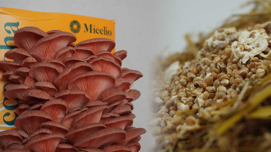 Cultivar vs. Cosechar: Entendiendo las Etapas Clave en el Mundo de los Hongos