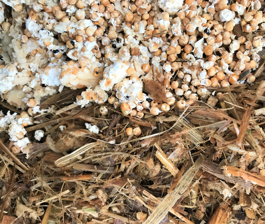 Cultiva hongos ostra en casa