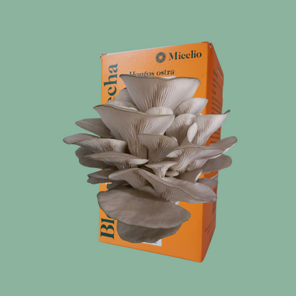 Bloque de cosecha - Ostra gris (Pleurotus ostreatus)