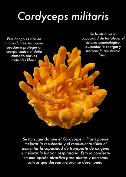 Suplemento de hongo - Cordyceps (Cordyceps militaris)