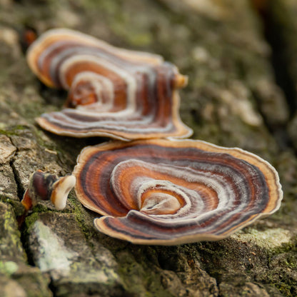Suplemento de hongo - Cola de Pavo (Trametes versicolor)