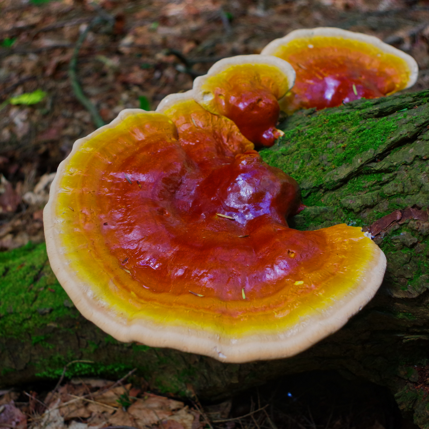 Hongo Reishi, Ganoderma
