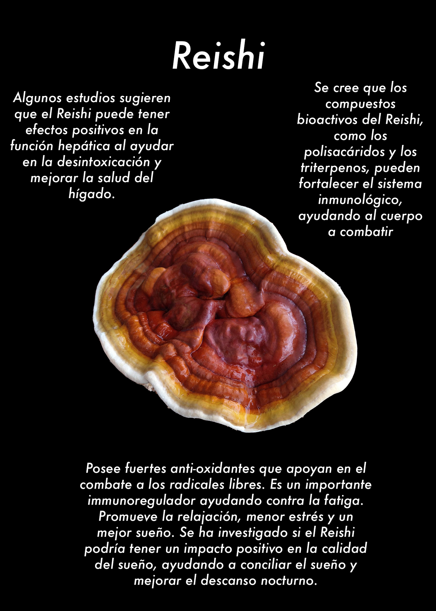 Suplemento de hongo - Reishi (Ganoderma lucidum)