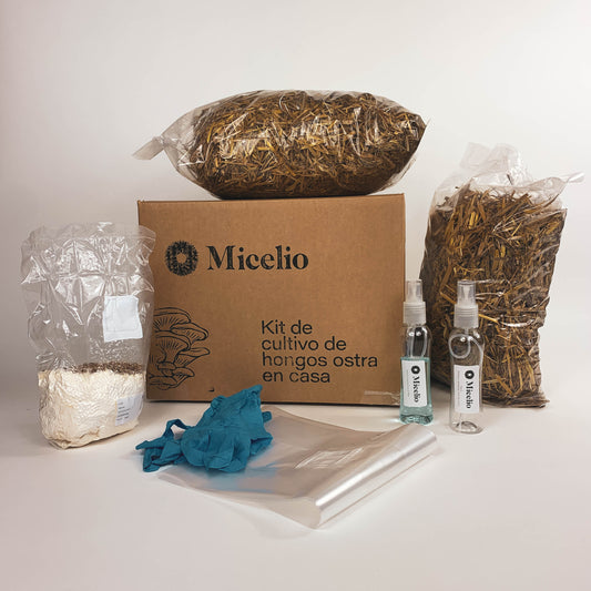 Kit de cultivo de hongos ostra en casa DIY