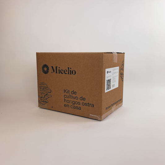 Kit de cultivo de hongos ostra en casa DIY