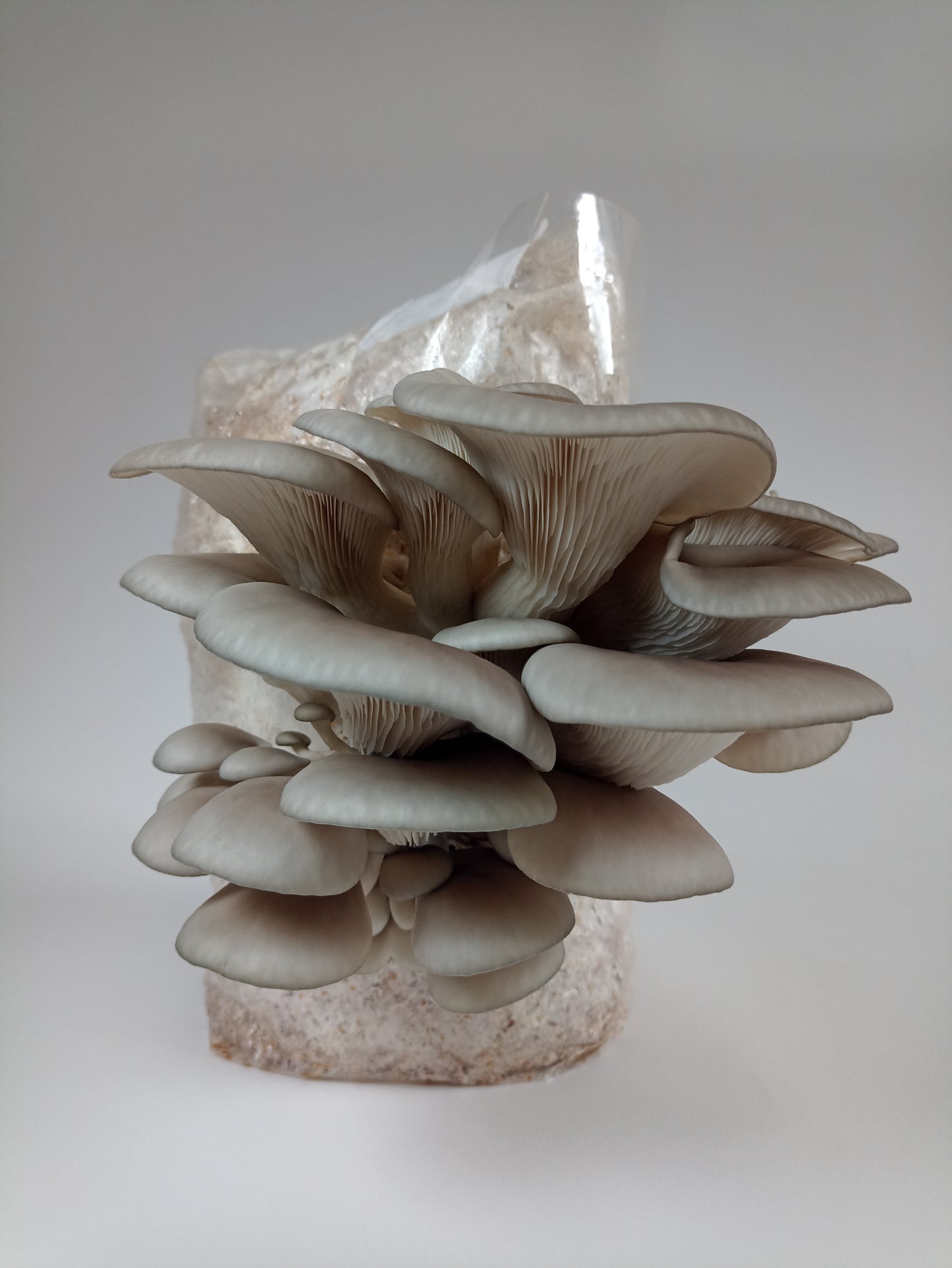 Bloque de cosecha - Ostra gris (Pleurotus ostreatus)
